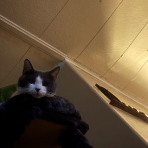 Meet your Posher, Antonio